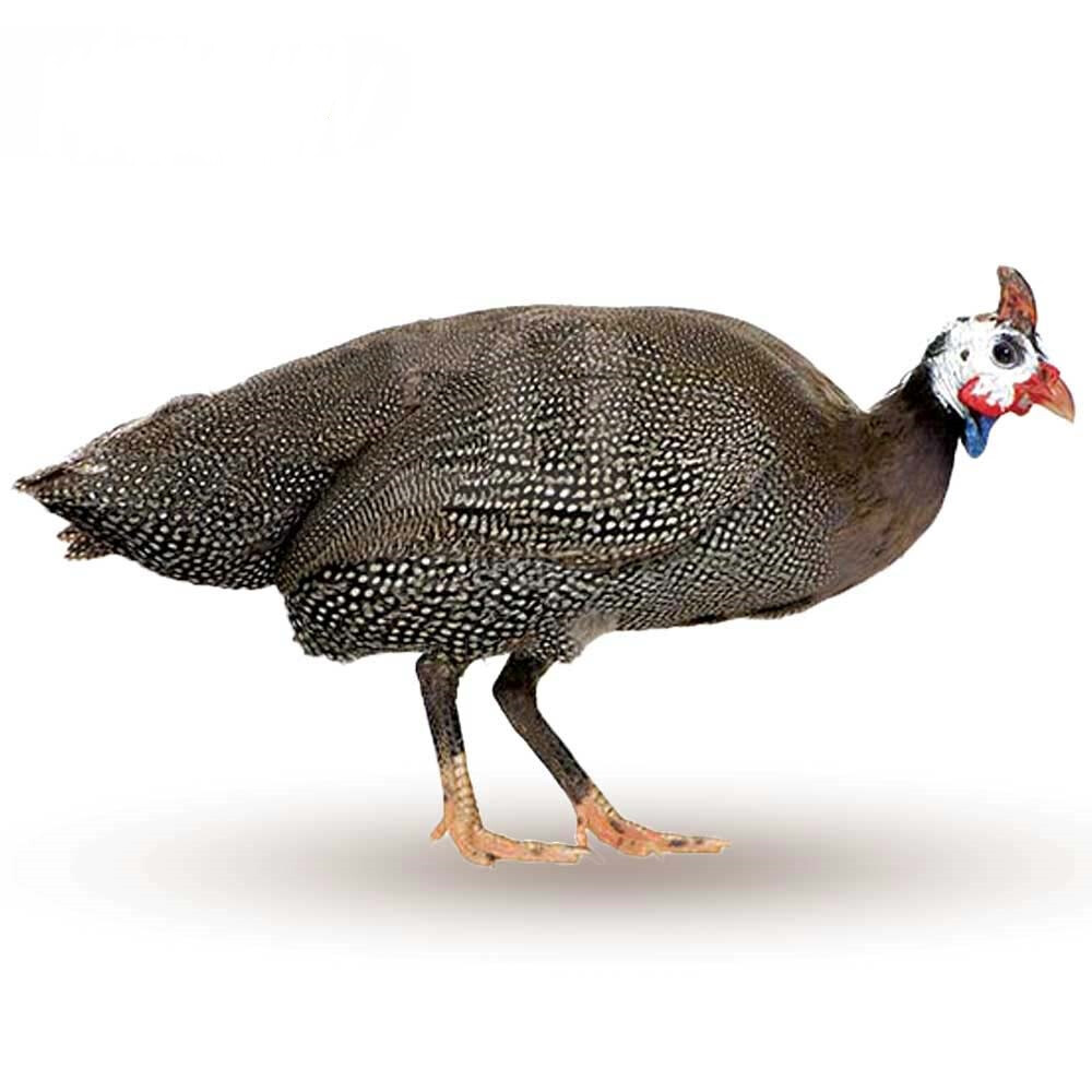 جوجه شاخدار