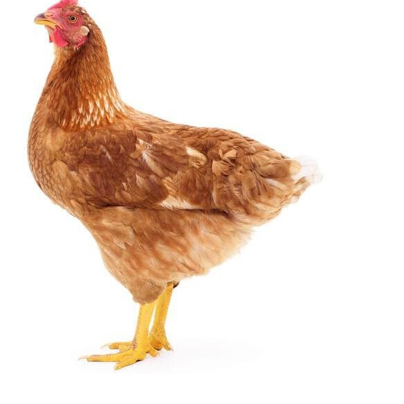 جوجه عربی