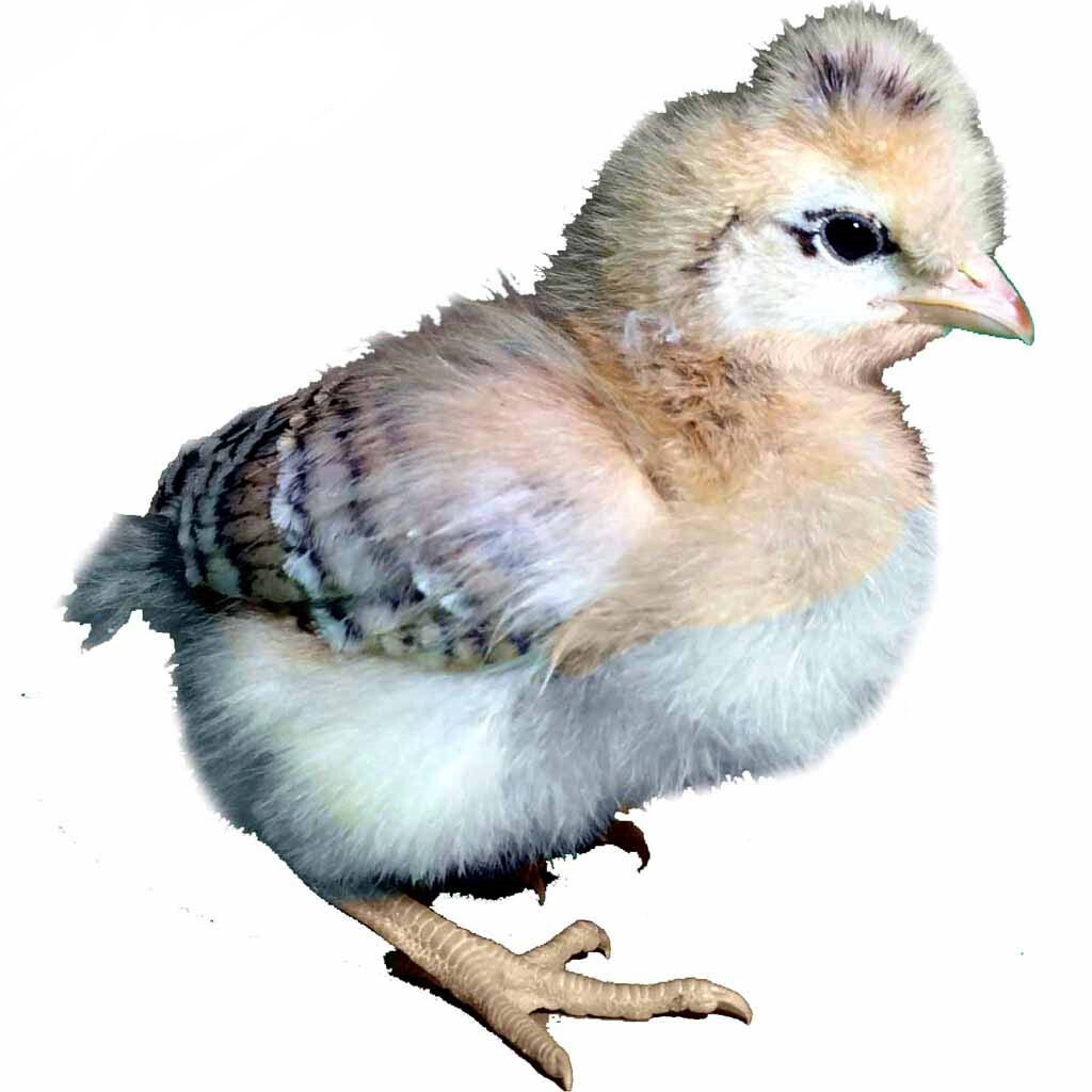 جوجه کاکلی(یک روزه )