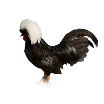 جوجه لهستانی